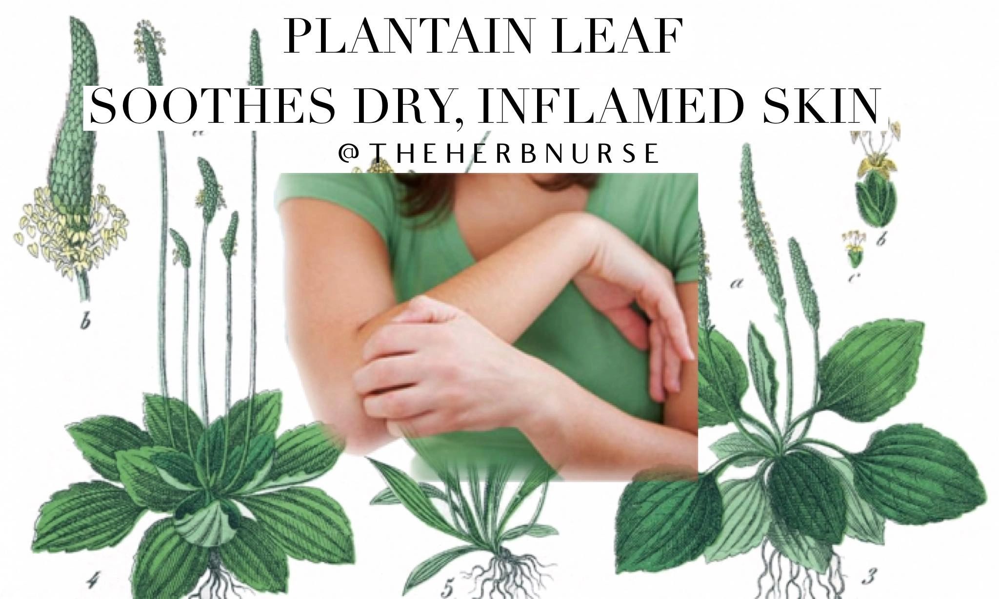 Understanding eczema and how herbs can help